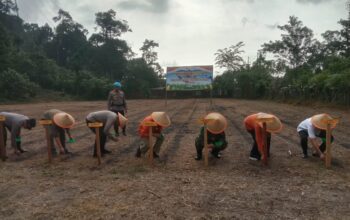 Kapolres Pessel Pimpin Tanam Jagung Serentak, Dukung Program Swasembada Pangan Presiden