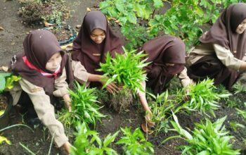 Kokurikuler IPA “Madrasahku Hijau” MTsN 9 Tanah Datar Panen